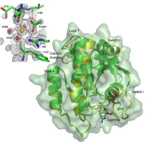Figure 2.1  The allosteric switch in Ras. Ribbon diagram of Ras-GppNHp showing the shift in helix 3 and loop 7 due to the binding of calcium acetate in the allosteric site