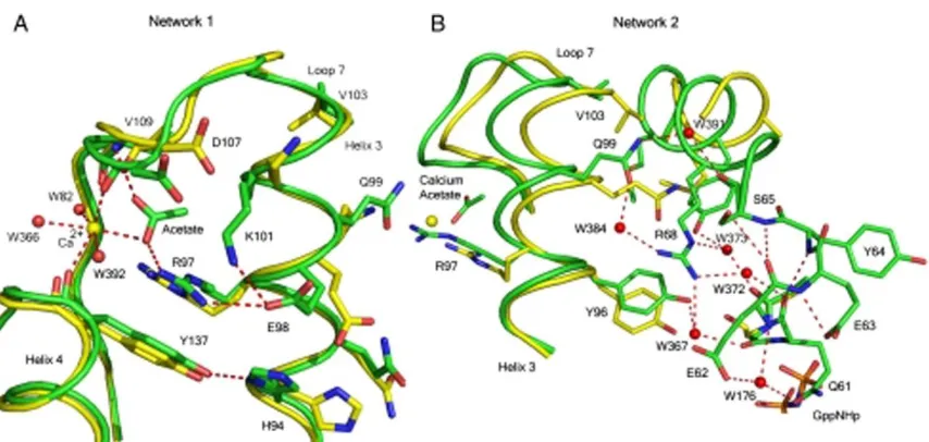 Figure 2.2:  H-bonding networks 1 and 2 linking the allosteric site to Q61. The structures in the presence and absence of calcium acetate are shown in green and yellow, respectively
