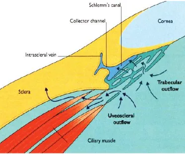 Figure 1: Diagram Showing the Aqueous Outflow 