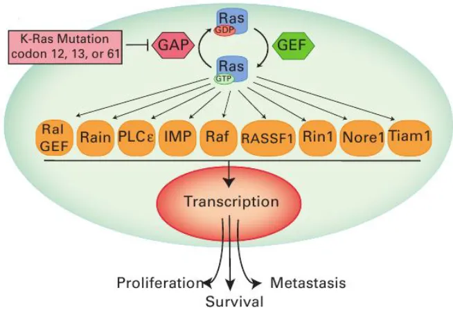 Figure 1: Activation of Ras results in signal transduction of many pathways. Ras has many downstream effectors which activate transcription of genes that induce apoptosis, proliferation, adhesion, and migration