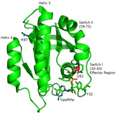 Figure 5: Structure of H-Ras (PDB ID: 3K8Y), residues 1-166, in the R32 space group. Ras  slowly hydrolyzing nucleotide GppNHp, to mimic the GTP-bound state