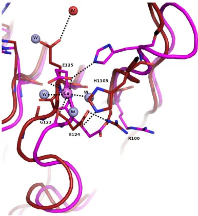 Figure 9c. Raps/Raf structure has calcium ion coordinated near E125 of RafRBD. Raps/Raf (magenta, 1GUA) and wtRas/Raf (dark red) show different conformations at E125 and H103