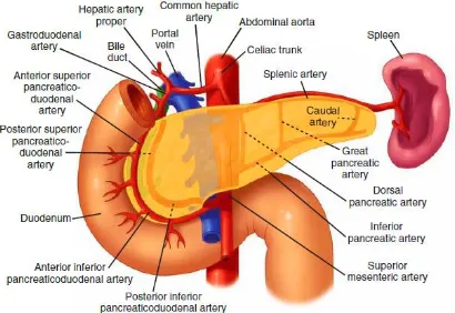Figure 4. Blood supply of pancreas 