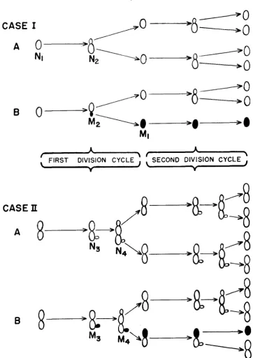 FIGURE ‘-8 N I  1.-Budding patterns of yeast strains in exponential growth in a selective medium