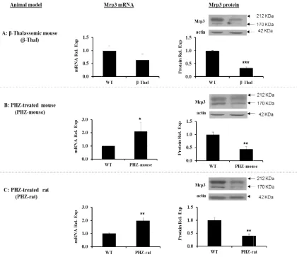 Fig. 1. Hepatic Mrp3 mRNA and protein expression. Hepatic Mrp3 mRNA and protein expression