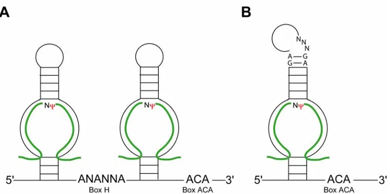 Figure 1.  Secondary structures of eukaryotic and archaeal box H/ACA guide RNAs.  Box elements are indicted in bold while target RNA (green) is shown base paired to guide regions within the ψ pocket