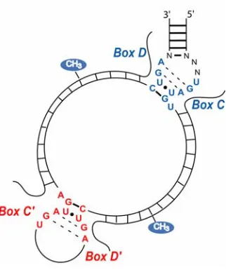 Figure 2.  A representative box C/D guide RNA. Conserved box elements C and D (in blue) and C’ and D’(in red)
