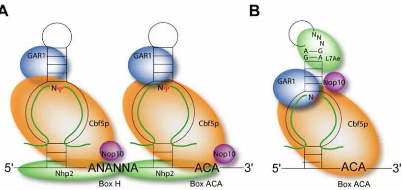 Figure 3. Eukaryotic and Archaeal H/ACA RNPs.  A)  Eukaryotic H/ACA RNPs consists of four core proteins