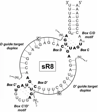 FIGURE 1. Secondary Structure of the M. jannaschii sR8 Box C/D sRNA Base Paired With D and D’ Target RNAs  