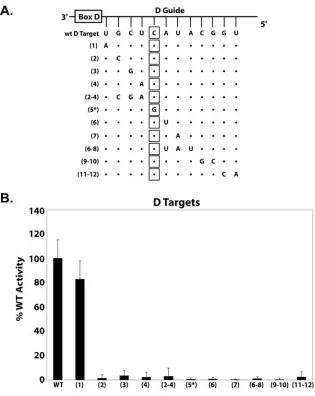 FIGURE 2. Target Nucleotide Methylation Requires A Continuous, Watson-Crick Paired, Guide:Target RNA Duplex  