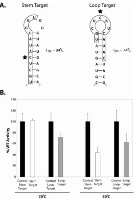 FIGURE 5. Target Nucleotides Positioned Within Highly Folded Target RNAs Are Efficiently Methylated   