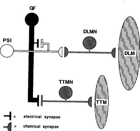 FIGURE 1.-Schematic cles muscle (or interneuron, = representation of the neurons and mus- of the GFS