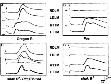 FIGURE 2.-Electrophysiology of the once to the two  shocks (double- headed  arrow). When stimuli with approximately normal latency