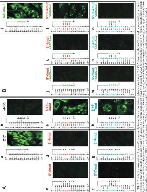 FIG. 5. Protein expression analysis of various CS-A mutants by immunoﬂuorescence staining 3 days posttransfection