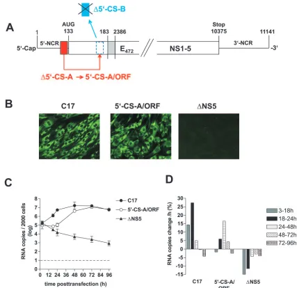 FIG. 7. Construction and characterization of replicon 5�C17 (not to scale). 5shifted by this manipulation