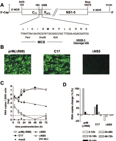 FIG. 2. Organization and characterization of replicon C17. (A) Schematic drawing of C17 (not to scale)