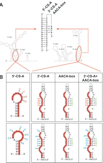 FIG. 4. Synopsis of nucleotide changes introduced to analyze the functionality of CS-A
