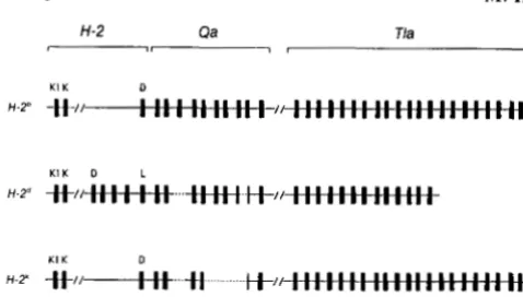 FIGURE - duplication; the nomenclature predates the molecular map of this ;dlelic relationships based on DNA sequence similarity