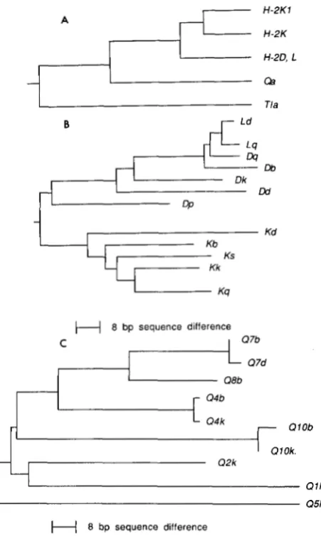 FIGURE 2.-Distribution (their length varies markedly between  loci),  and that the smaller schematic expressed in  all loci