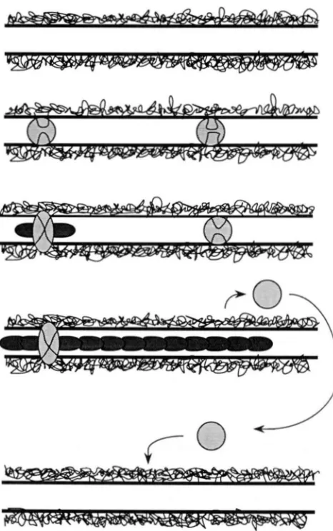 FIGURE I ate polymerization reactions thus becoming late nodules (oval). The free (circular) bind randomly to  the synaptonemal complex