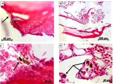 Fig. 1. The morphological results of introduction in a proximal condyle of a rabbit’s tibial bone  after operation
