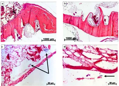Fig. 2. The histological changes after implantation of metal screw implants with a polished surface in a rabbit’s tibia