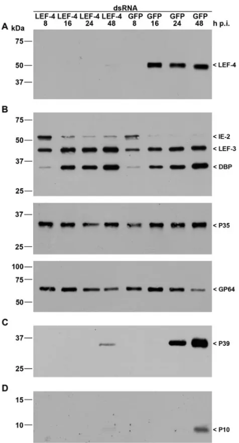 FIG. 2. Inhibition of viral gene expression by lef-4Cells were subsequently infected with AcMNPV (10 PFU/cell) at 20 hposttransfection, and detergent-based nuclear and cytoplasmic extractswere prepared from infected cells 8, 16, 24, and 48 h p.i