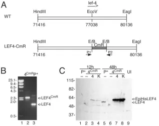 FIG. 4. Construction of BacP�digested with EcoRV, and a 1-kb fragment of pBR325 containing the CAT resistance marker was inserted