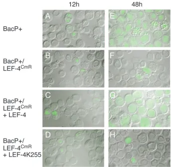 TABLE 1. Infectious virus produced from transfection of bacmids