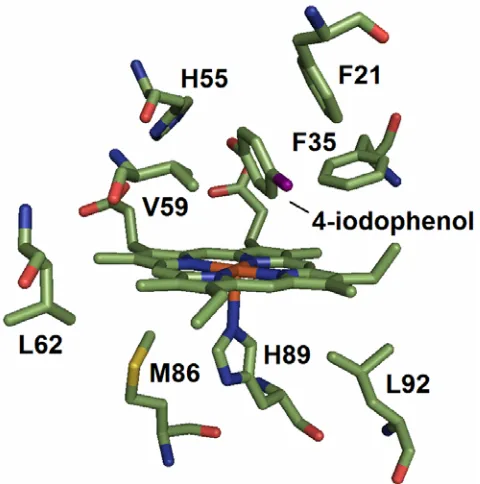Figure 2.  X-ray structure of the distal binding pocket of DHP.  The X-ray structure (7) 