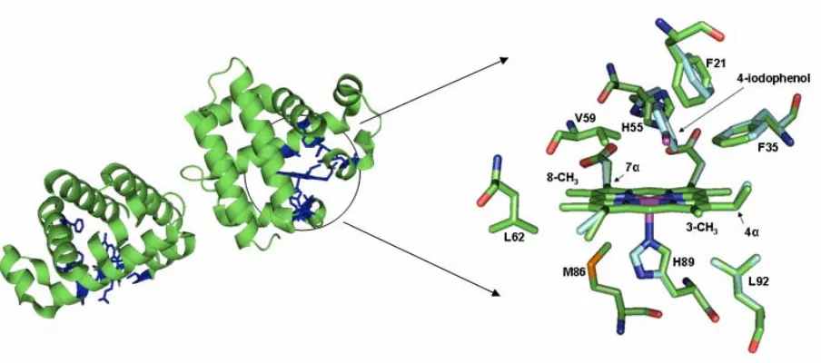 Figure 1.  The DHP dimer is seen on the left and the heme active site including the distal 