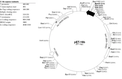 Figure 2.  Map of the pET 16b plasmid cloning vector.  The protein coding region for DHP is 