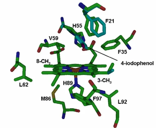 Figure 1.  The X-ray crystal structures of the local heme environment and substrate binding 