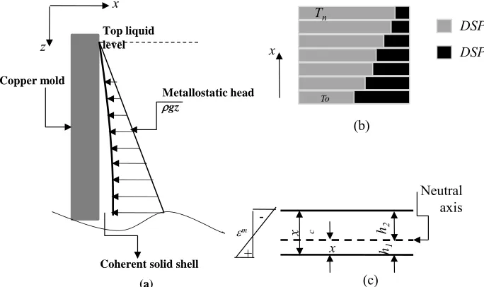 Figure 3. Schematic representation of (a) metallostatic head, (b) dendritic solid phases distributions and (c) neutral axis cross section [44]