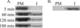 FIG. 2. Newly synthesized Pr55gagbefore coating and fractionation of the cell extracts on a Nycodenz stepgradient