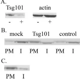 FIG. 6. The p6 domain of Pr55, as well as the host proteinsiRNAs effectively reduce the intracellular levels of Tsg101