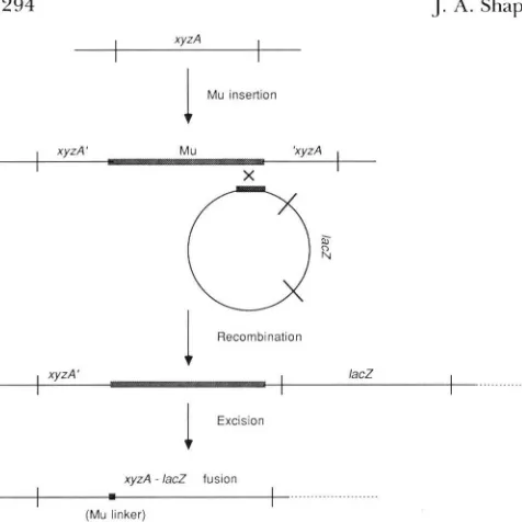FIGURE 2.-The subclonal cultures, each harboring  the MuA2098::mini-TnIU mu- ing.  Although  not cumulative total number  of fusion  colonies appearing  at  each  scor- computer-generated  plot of the  data,  the  results  are  for of mation