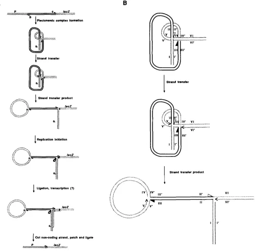 FIGURE (V-V' to VI-VI'). Note where segments of previously complementary strands are joined at the two the sequences in close proximity
