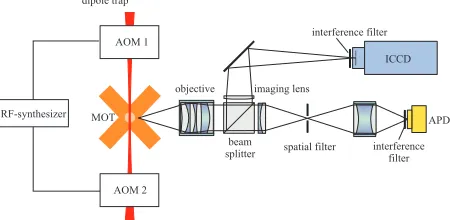 Fig. 1. Scheme of the experimental setup. The ﬂuorescence light from the MOT is colli-mated and divided into two parts by the beam splitter