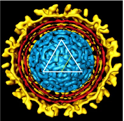 Figure 1.2: Cross-section of Sindbis virus from a cryo-electron microscopy reconstruction