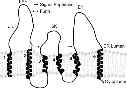 Figure 1.3: A schematic representation of the organization of the Sindbis virus structural proteins in the membrane of the Endoplasmic Reticulum