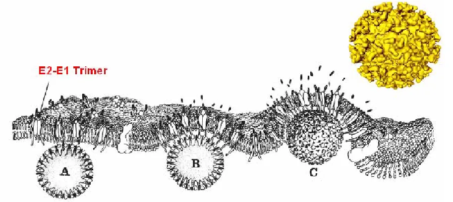 Figure 1.4: Viral release from the cell.  Representation of (A) nucleocapsid binding to E2-E1 trimers, (B) budding through a host membrane bilayer, and (C) release of the viral particle