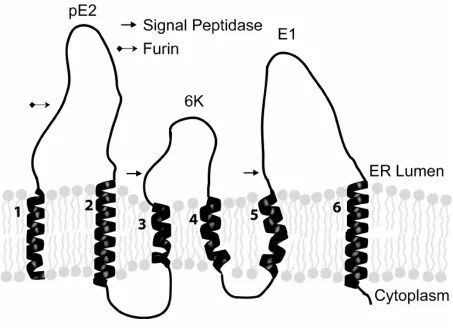 Figure 2.1:  A schematic representation of the organization of the Sindbis virus structural proteins in the membrane of the Endoplasmic Reticulum