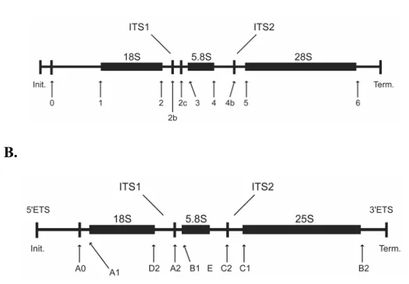 Figure 1.  Schematic representation of the rRNA primary transcript (adapted from [3])