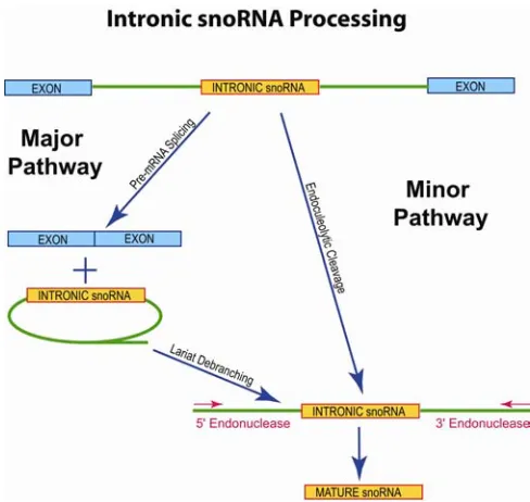 Figure 2.  Processing pathways (major and minor) for intronic snoRNAs.  