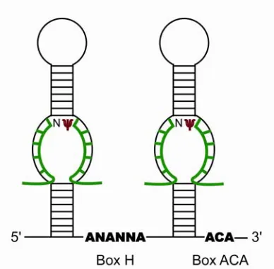 Figure 3.  Secondary structure of the eukaryotic box H/ACA snoRNA (reproduced from [35])