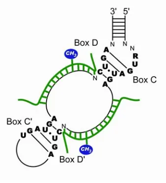 Figure 4.  Secondary structure of the box C/D snoRNA (reproduced from [35]).  Box C, D, C' and and D'