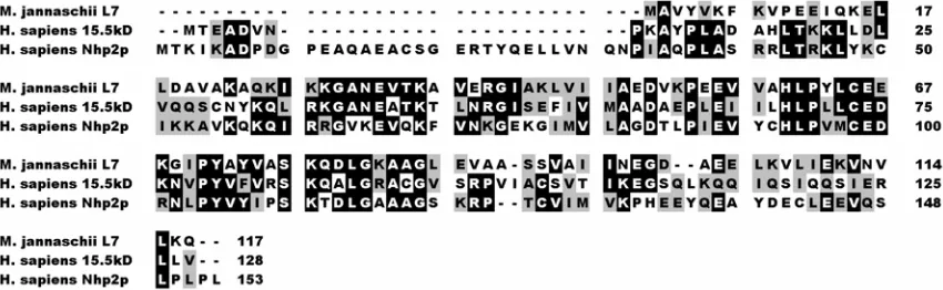 Figure 5.  Alignment of Methanocaldococcus jannaschii ribosomal protein L7 with human Nhp2p and 15.5kD (adapted from [84])