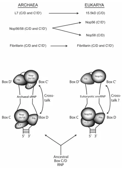 Figure 10.  Model for the evolution of the symmetric, archaeal box C/D RNP (left) versus the 