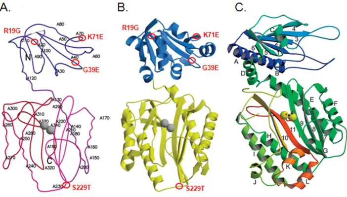 Fig. 2-1  Mapping of the mutations in the monomer structure of P. furiosus prolidase and 